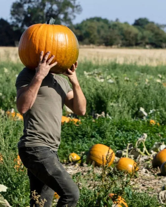 Pumpkin Removal Services