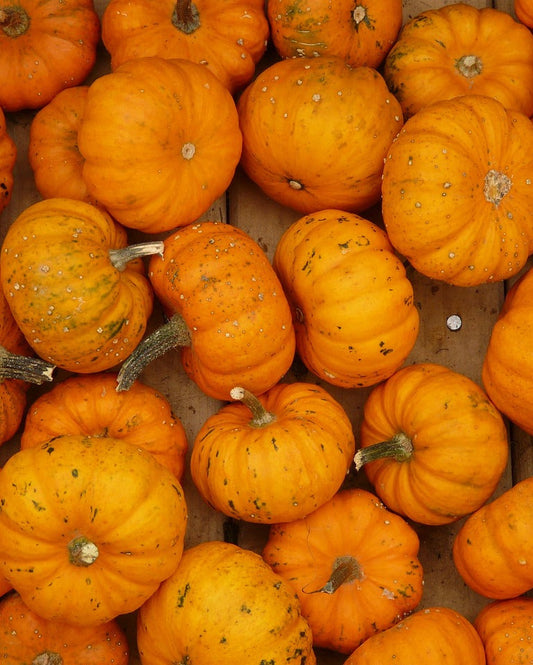 Mini Pumpkins (25)